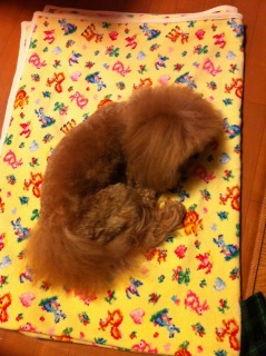 ���ҁ`zzZ