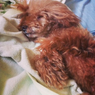 �܂��Q�Ă�zzZ