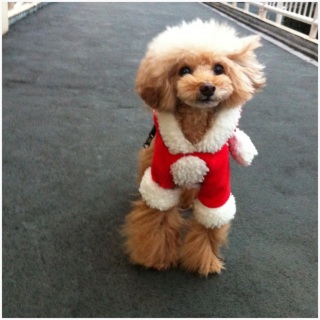 ��Merry Christmas��