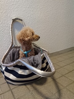 �������ނ��ăz�C