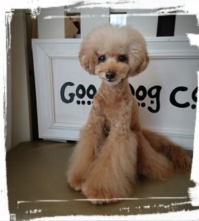 �g���~���O