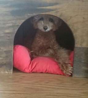 �J�̌��j��