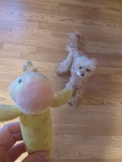 ���[���[�ځ[
