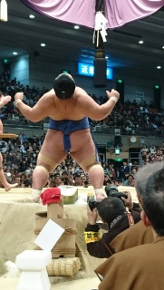 SUMO