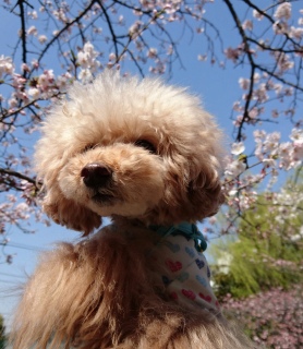 �Ղ�Ղ�