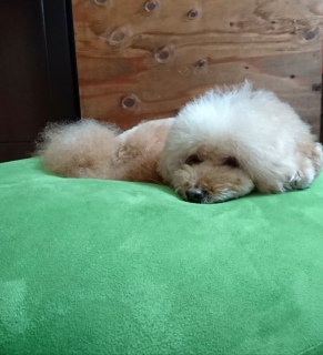 ����ꂿ���