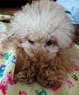 �V�����b�`