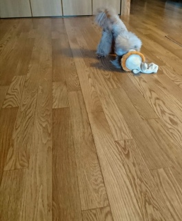 ���C�I������