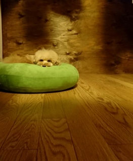 �����̂�