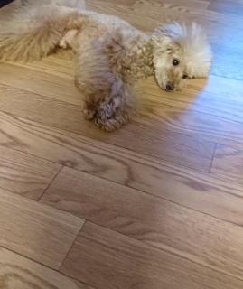 �N�[���_�E��