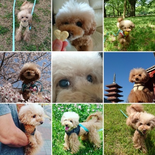 �A���[��