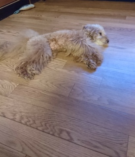 �N�[���_�E��