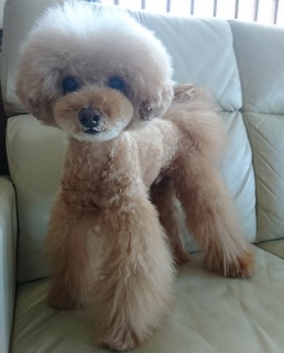 �g���~���O