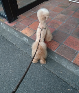 �s���Ȃ��Ł[