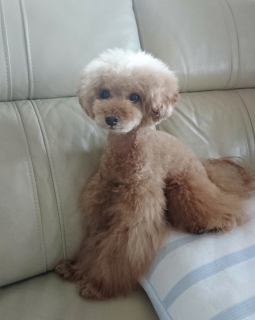 �`���C����