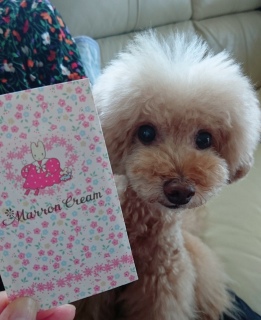 �v���[���g