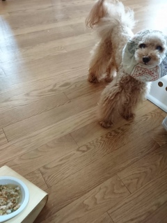 ����[���񂲔�