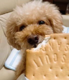 �r�X�P�b�g�T���h